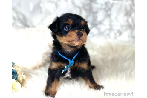 成約済の福岡県のチワプー:チワワ×トイプードル-246330の2枚目