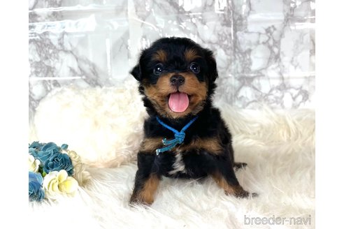 成約済の福岡県のチワプー:チワワ×トイプードル-246330の3枚目