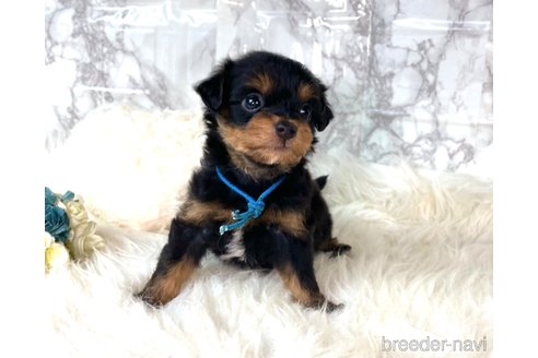 成約済の福岡県のチワプー:チワワ×トイプードル-246330の4枚目