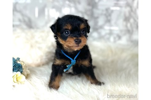 成約済の福岡県のチワプー:チワワ×トイプードル-246330の5枚目