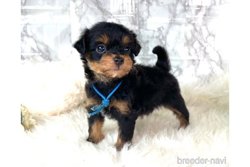 成約済の福岡県のチワプー:チワワ×トイプードル-246330の1枚目