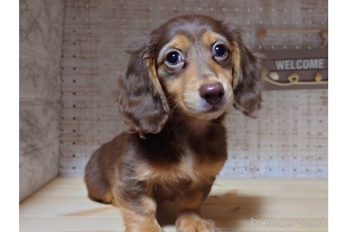 成約済の福岡県のミニチュアダックスフンド(ロングヘアード)-235184の3枚目