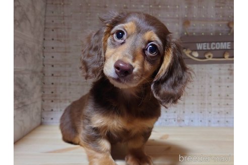 成約済の福岡県のミニチュアダックスフンド(ロングヘアード)-235184