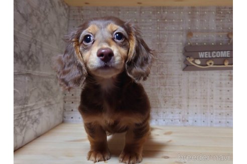 成約済の福岡県のミニチュアダックスフンド(ロングヘアード)-235184の2枚目