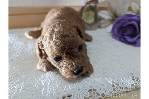 成約済の広島県のタイニープードル-245299の65枚目