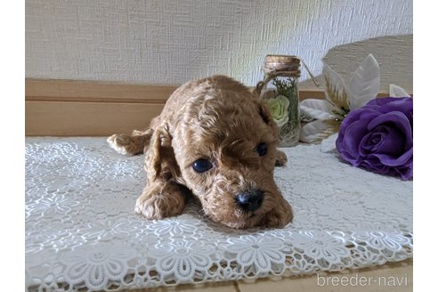 成約済の広島県のタイニープードル-245299の62枚目