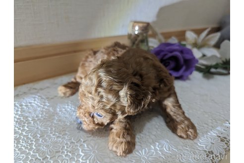 成約済の広島県のタイニープードル-245298の54枚目