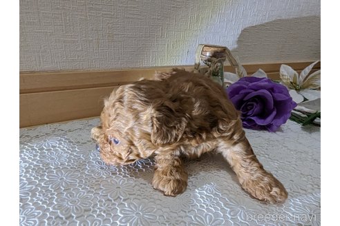 成約済の広島県のタイニープードル-245298の50枚目