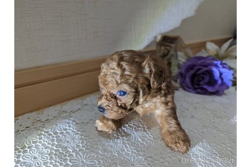 成約済の広島県のタイニープードル-245298の40枚目