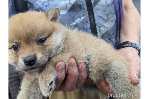 成約済の岡山県のミックス犬-246357の5枚目