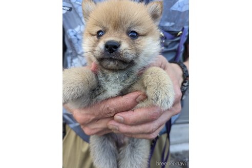 成約済の岡山県のミックス犬-246357の2枚目