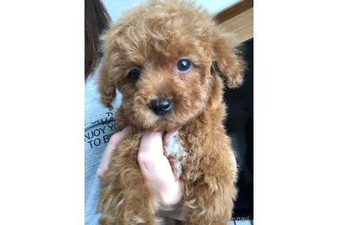 子犬