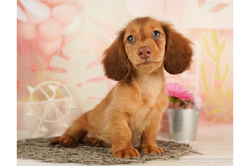 成約済の千葉県のカニンヘンダックスフンド(ロングヘアード)-239050の1枚目
