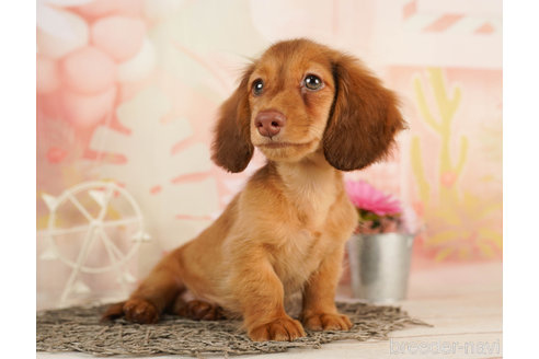 成約済の千葉県のカニンヘンダックスフンド(ロングヘアード)-239050の2枚目