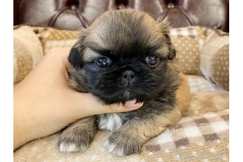 成約済の香川県のペキニーズ-246442の1枚目