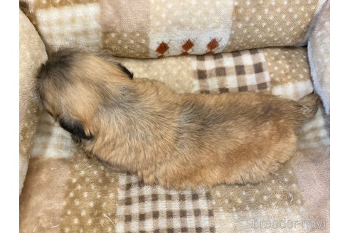 成約済の香川県のペキニーズ-246442の2枚目