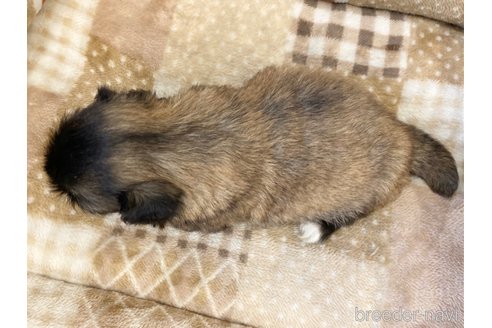 成約済の香川県のペキニーズ-246443の5枚目