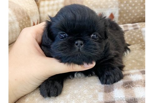 成約済の香川県のペキニーズ-246444の1枚目