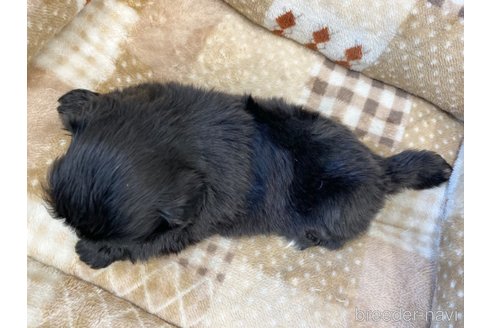 成約済の香川県のペキニーズ-246444の4枚目
