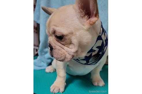 成約済の栃木県のフレンチブルドッグ-234109の5枚目