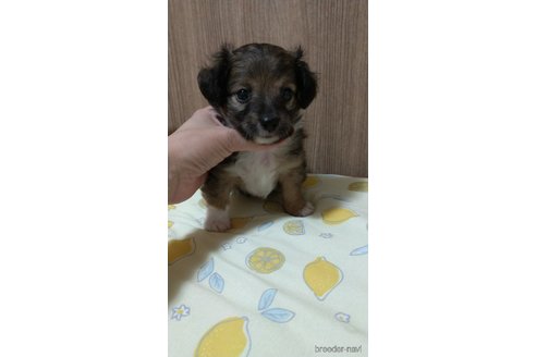 成約済の福岡県のチワックス:チワワ×ミニチュアダックスフンド-242019