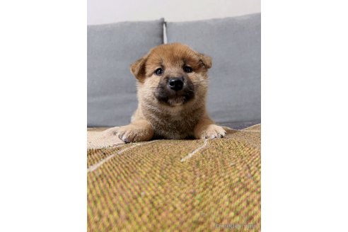 成約済の大阪府の柴犬-246466の1枚目