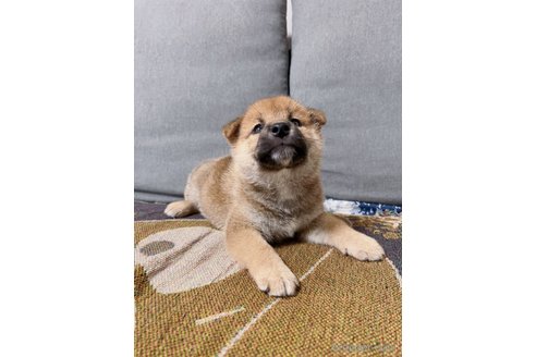 成約済の大阪府の柴犬-246466の4枚目