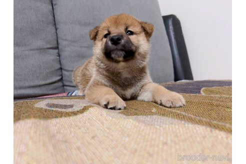 成約済の大阪府の柴犬-246466の5枚目
