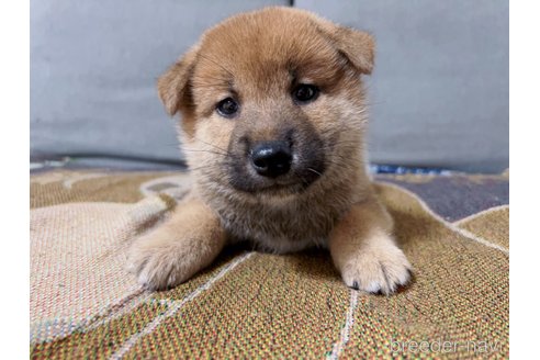 成約済の大阪府の柴犬-246466の2枚目
