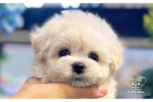 成約済の愛知県のマルプー:マルチーズ×トイプードル-246324の12枚目