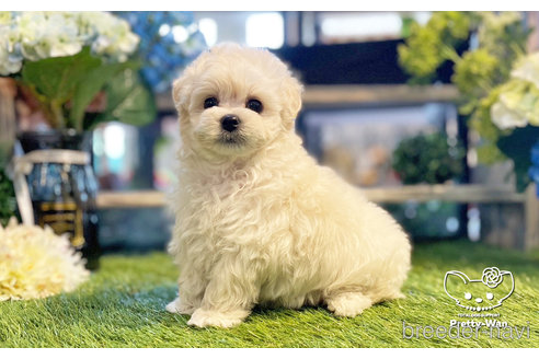 成約済の愛知県のマルプー:マルチーズ×トイプードル-246324の9枚目