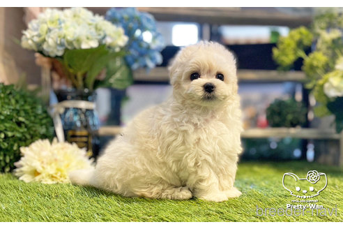 成約済の愛知県のマルプー:マルチーズ×トイプードル-246324の10枚目