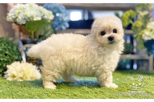 成約済の愛知県のマルプー:マルチーズ×トイプードル-246324の11枚目