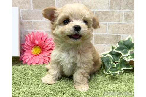 成約済の愛知県のチワプー:チワワ×トイプードル-246066の11枚目