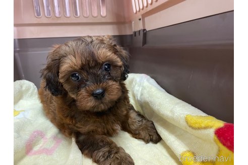 成約済の愛媛県のミックス犬-246565の3枚目