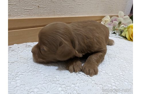 成約済の広島県のチワプー:チワワ×トイプードル-246600の106枚目
