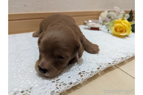 成約済の広島県のチワプー:チワワ×トイプードル-246600の105枚目