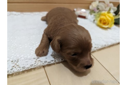 成約済の広島県のチワプー:チワワ×トイプードル-246600の102枚目