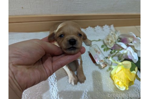 成約済の広島県のチワプー:チワワ×トイプードル-246604の194枚目