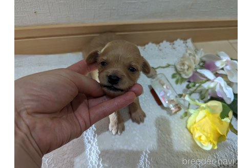 成約済の広島県のチワプー:チワワ×トイプードル-246604の195枚目