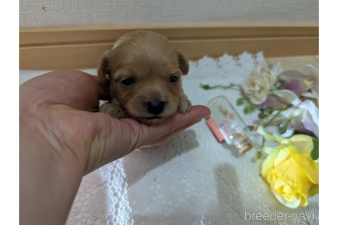 成約済の広島県のチワプー:チワワ×トイプードル-246604の193枚目