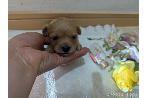 成約済の広島県のチワプー:チワワ×トイプードル-246604の192枚目