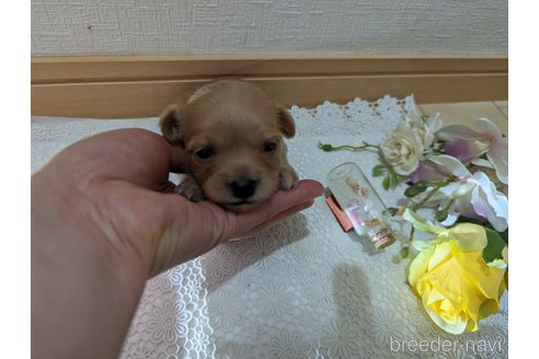 成約済の広島県のチワプー:チワワ×トイプードル-246604の191枚目