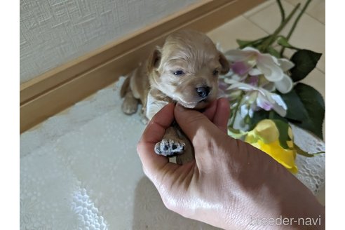 成約済の広島県のチワプー:チワワ×トイプードル-246607の133枚目