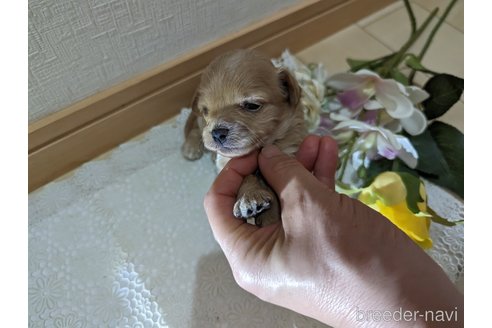成約済の広島県のチワプー:チワワ×トイプードル-246607の132枚目