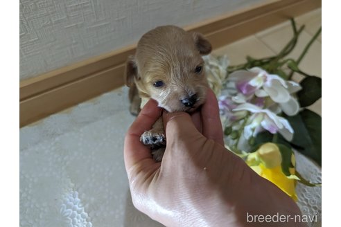 成約済の広島県のチワプー:チワワ×トイプードル-246607の131枚目