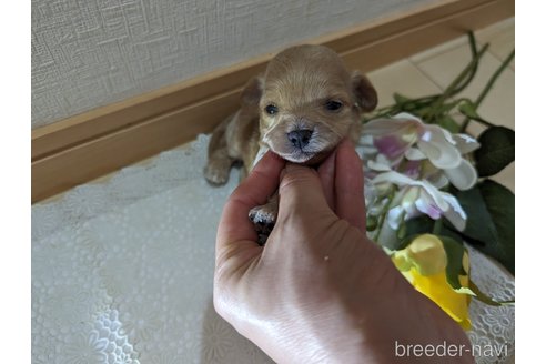 成約済の広島県のチワプー:チワワ×トイプードル-246607の130枚目