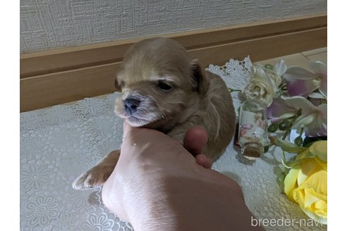成約済の広島県のチワプー:チワワ×トイプードル-246607の128枚目