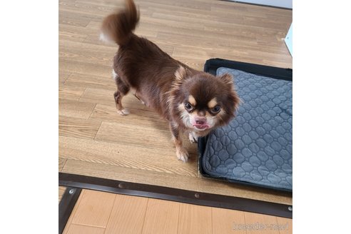 プリンちゃん1枚目