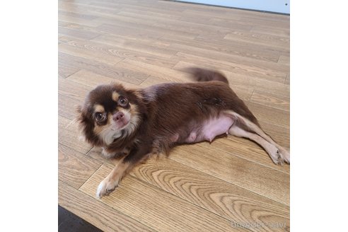 プリンちゃん1枚目